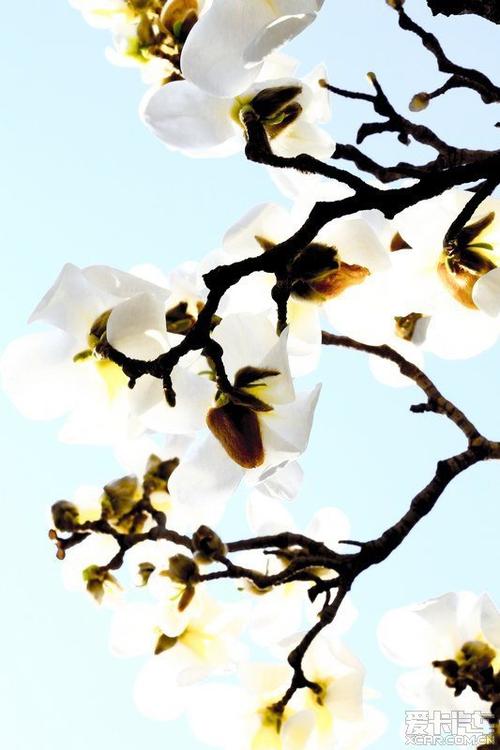 木兰说