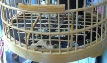 我家八哥真有趣