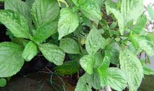 我心中的那根草