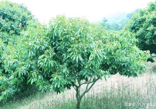 我家乡的荔枝树