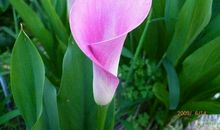 心灵最深处的爱