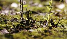 春天的生机吸引了我