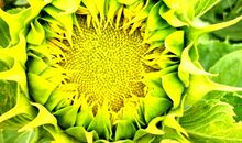 我眼中的向日葵