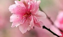 一枝一花叶一世界