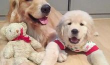 想要养一只小狗