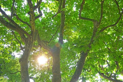 秋天在平面树下