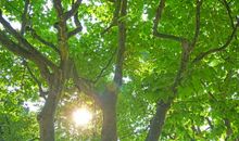 梧桐树下的秋天