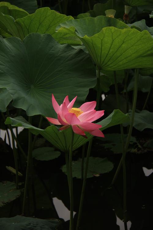 小荷花池