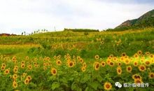 遇见那一片花海