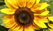 梦里葵花分外香