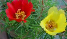 心田上的太阳花