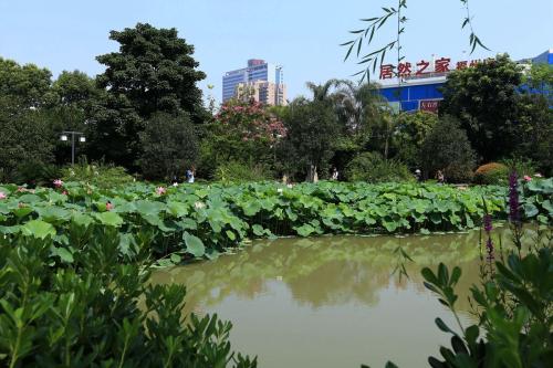美丽的聊天公园