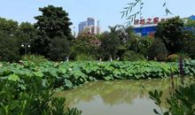 美丽的茶亭公园