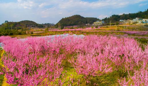 参观桃园，欣赏桃花