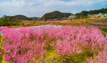 游桃园，赏桃花