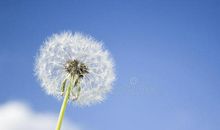 飘飘蒲公英