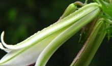 心田上的小马驹