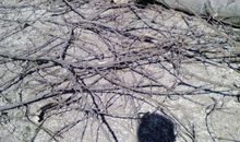 我眼中的大杨树