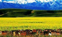 我的家乡景物天山