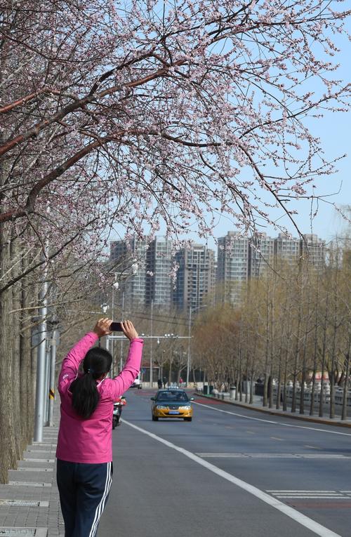 路边的花朵盛开