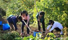 一次丰收的体验