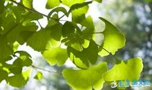 描写一片树叶作文