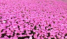 不平凡的风雨花