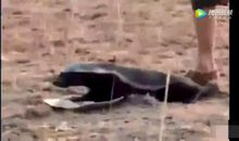 人生没有蜜罐温床