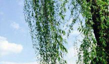 寻找春天的乐趣