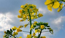 让春天走进心间