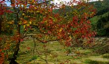 四季轮回的美丽