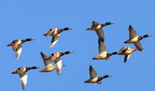 又是一年鸟儿迁徙时