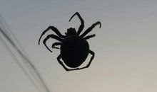 我给蜘蛛取个好名字