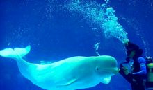 极地海洋馆之旅