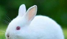 我家的小兔白白