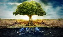 一棵树苗给我的启示