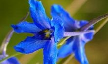 依米小花给我的启示