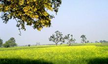 又是一年油菜花开