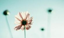 有一朵花，开满记忆