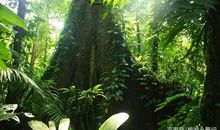 一棵会走路的树