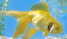 金鱼是用鳃呼吸的吗？