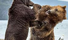 《做一只幸福的取胆熊》观后感