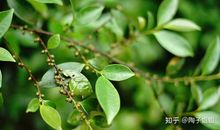 大自然给我带来快乐