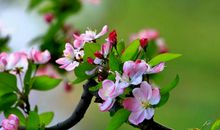 又是一年海棠开