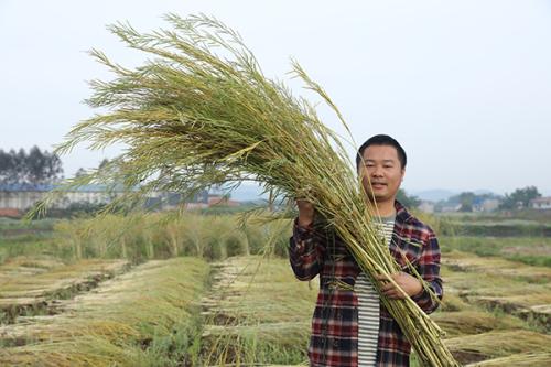 农民的梦想乡村的梦想