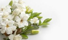 我最爱的茉莉花