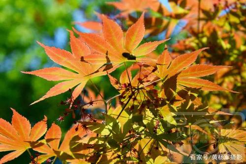 阳光在我身边