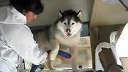 罗的嘴