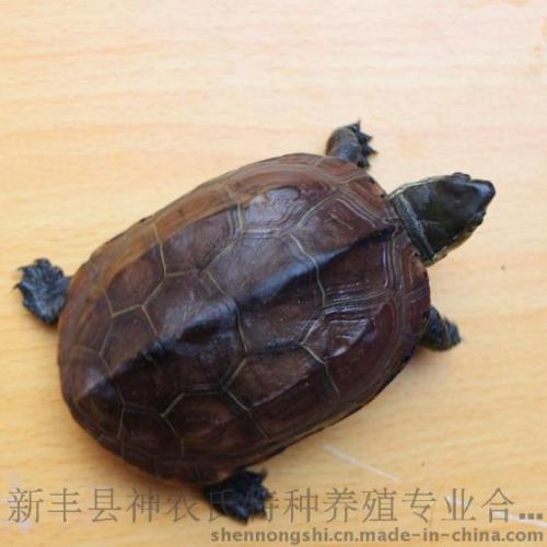 我的宠物-乌龟家族