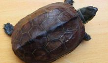 我的宠物——乌龟家族